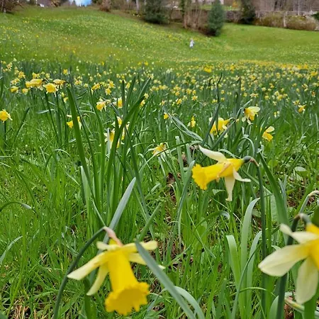 Wohn-eitel Sonnenblick Appartement Bad Wildbad