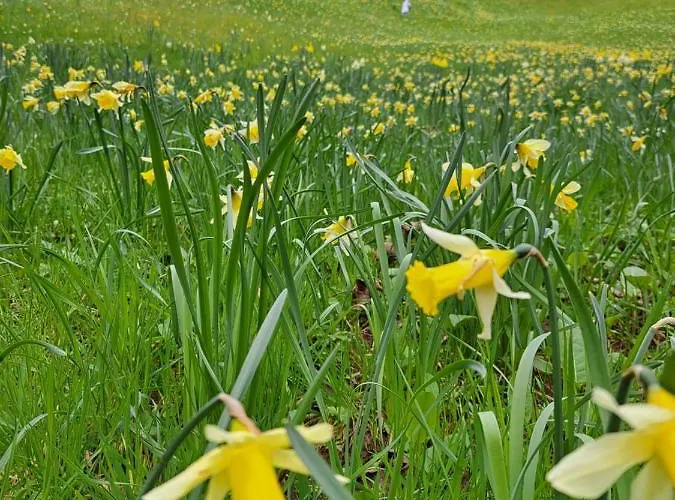 Wohn-eitel Sonnenblick Appartement Bad Wildbad